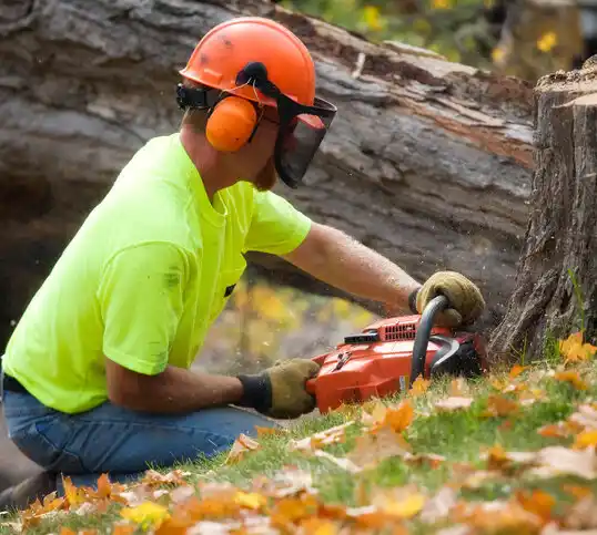 tree services Haring